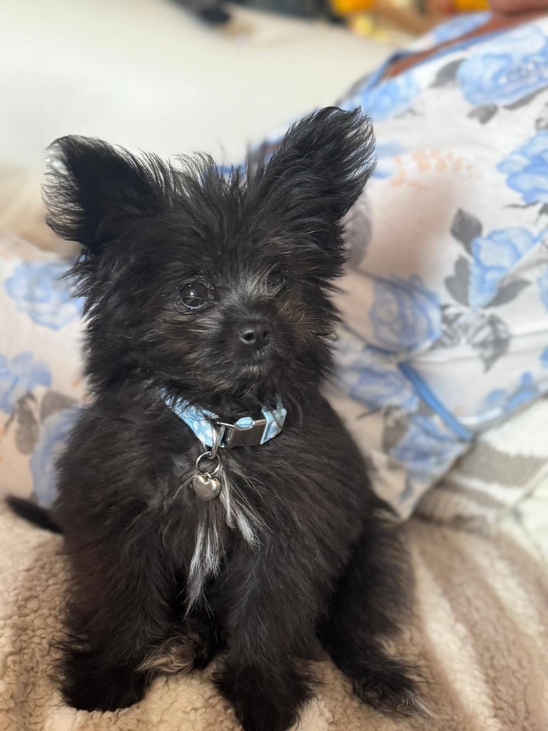 Pomshi boy