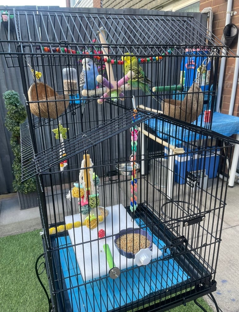 birds for sale Birmingham 