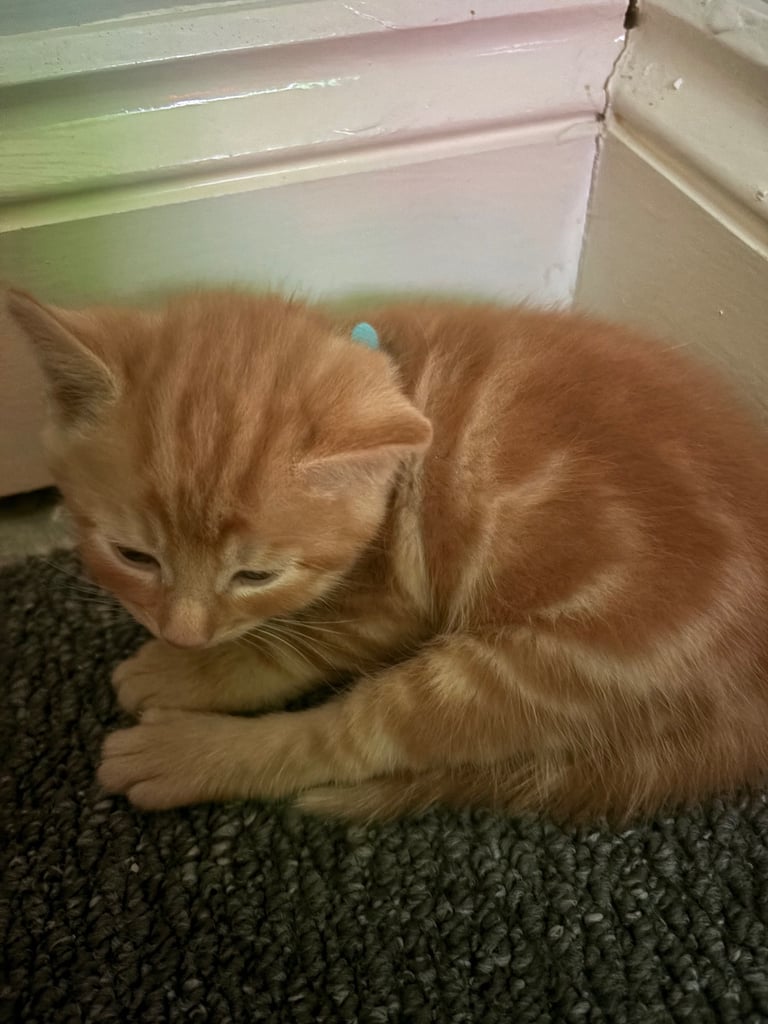 3 boy and 2 girl kittens