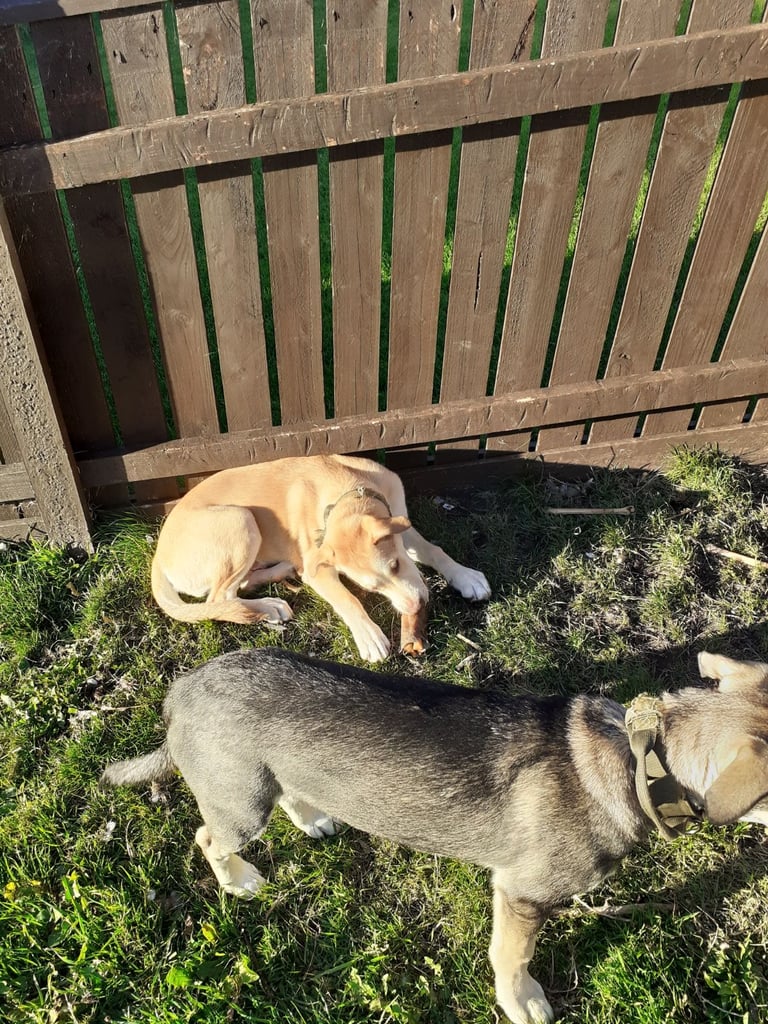 In need of a very good home asap