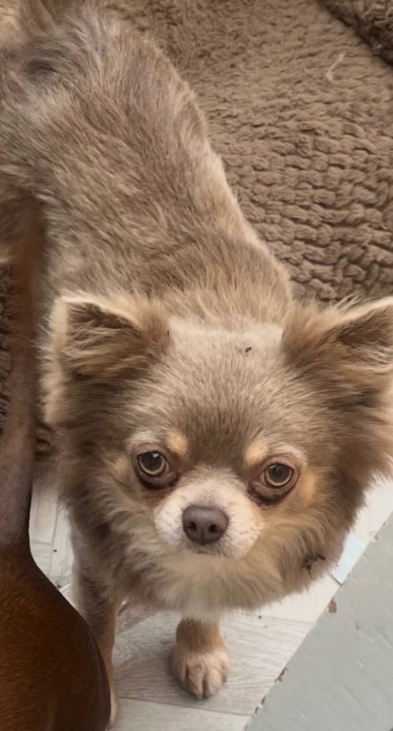 Long hair chihuahua 