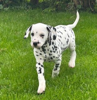 image for KC Registration Dalmatian Puppies for Sale