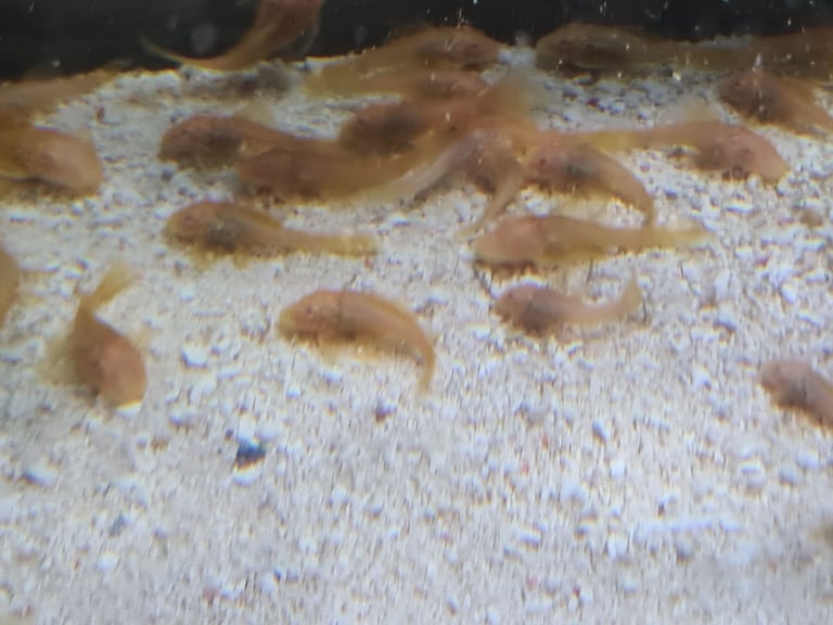 Baby gold bristlenose 
