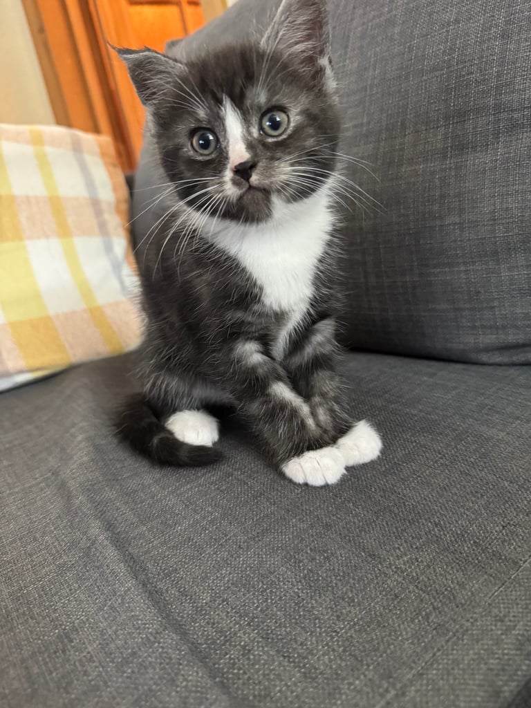 Maine Coon Mix Kittens - All Sold Now