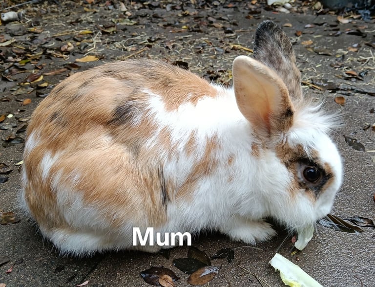 Beautiful baby rabbits 
