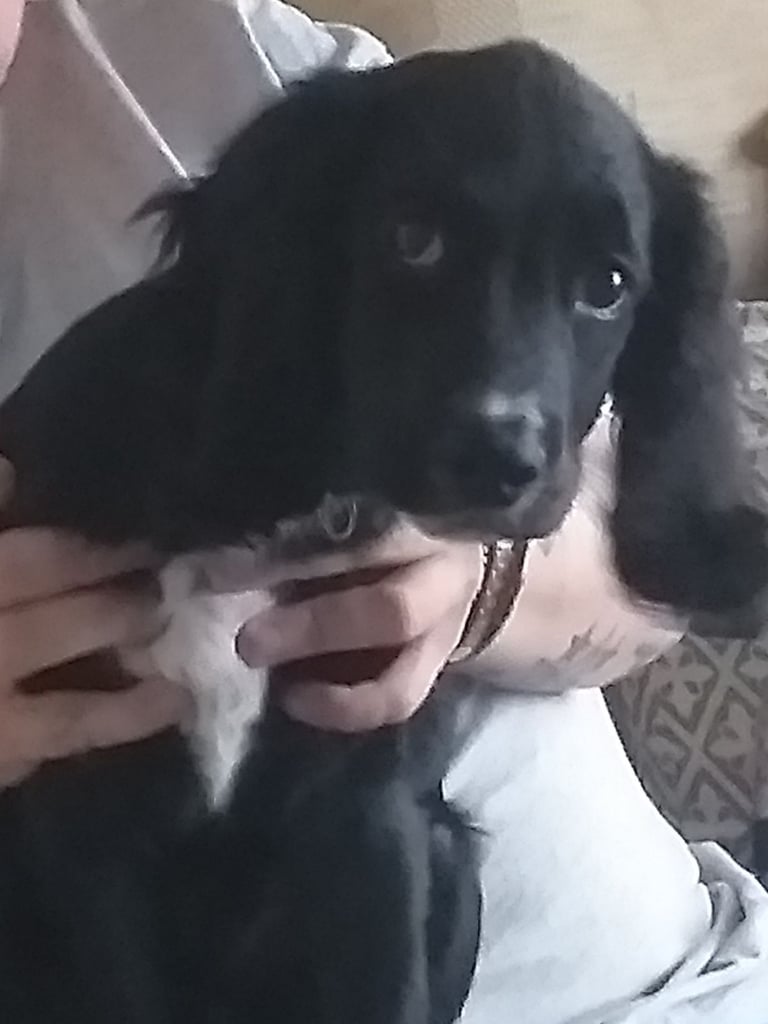 image for Cocker spaniel 