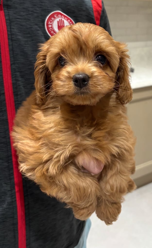 Cavapoo pups for sale 