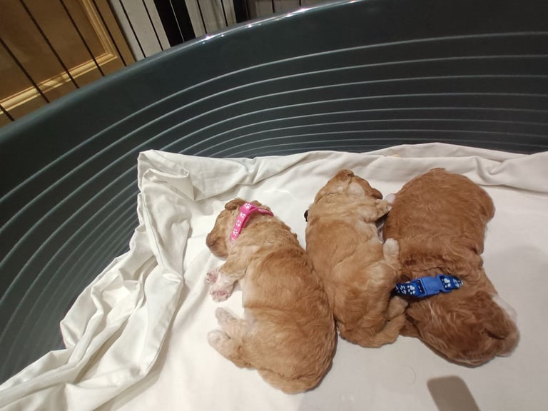 Poochon puppies 