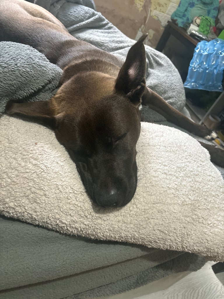 Beautiful Bella 19 month old Cane corso x