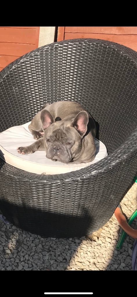 French bulldog puppies 🐾