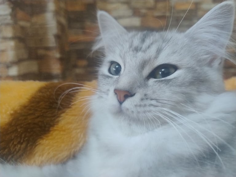 Rare chinchilla Persian Two Kittens And 18 Months Old Maine Coon Female Cat