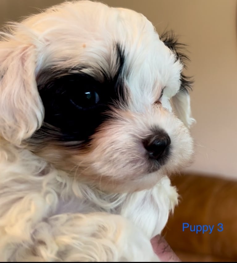 Exquisitely Cute Toy Teddy Maltipoo Puppies