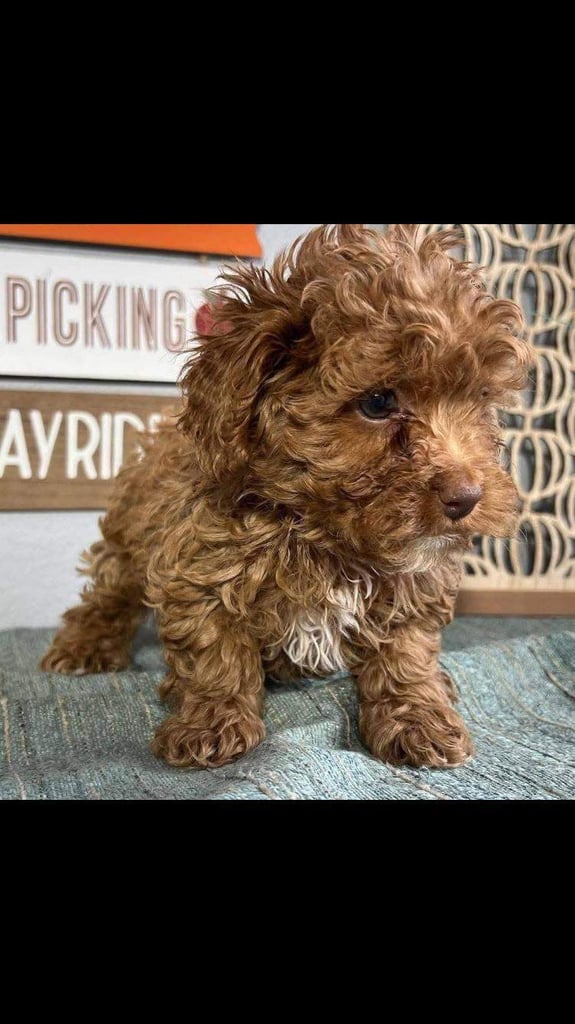 Cavapoo puppies 