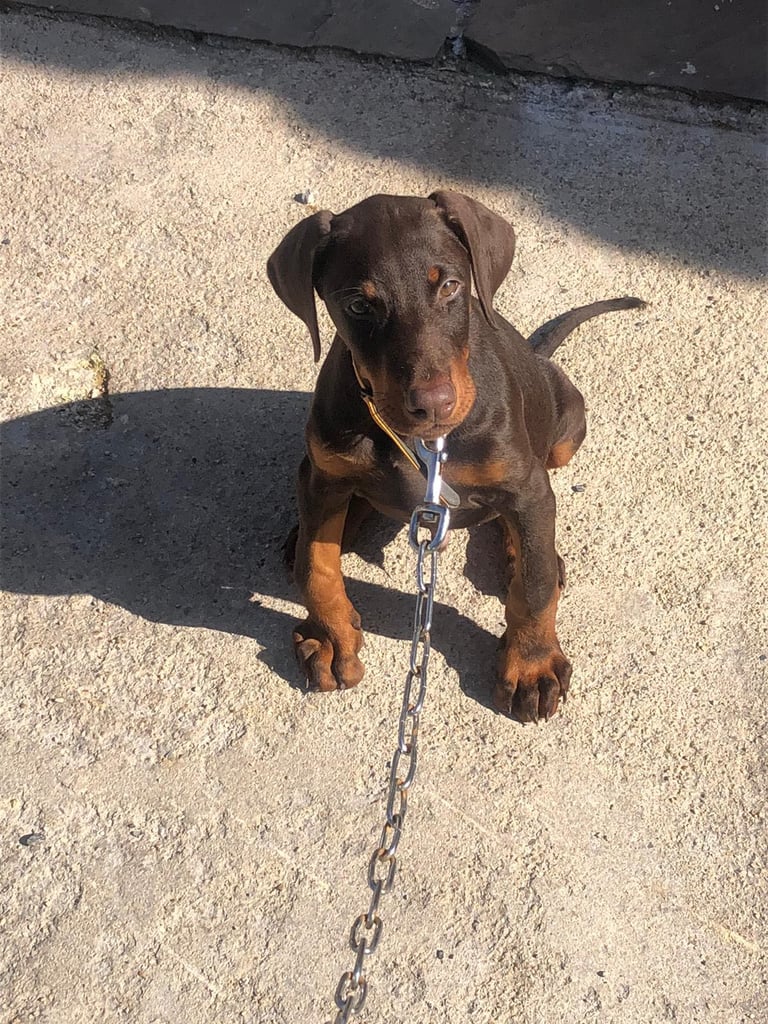 Doberman puppy 