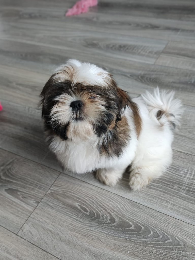 🐶Shih Tzu's Puppies🐶 1 girl 💚 left 