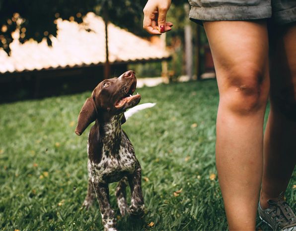 image for Professional Dog Training & Walking Service 