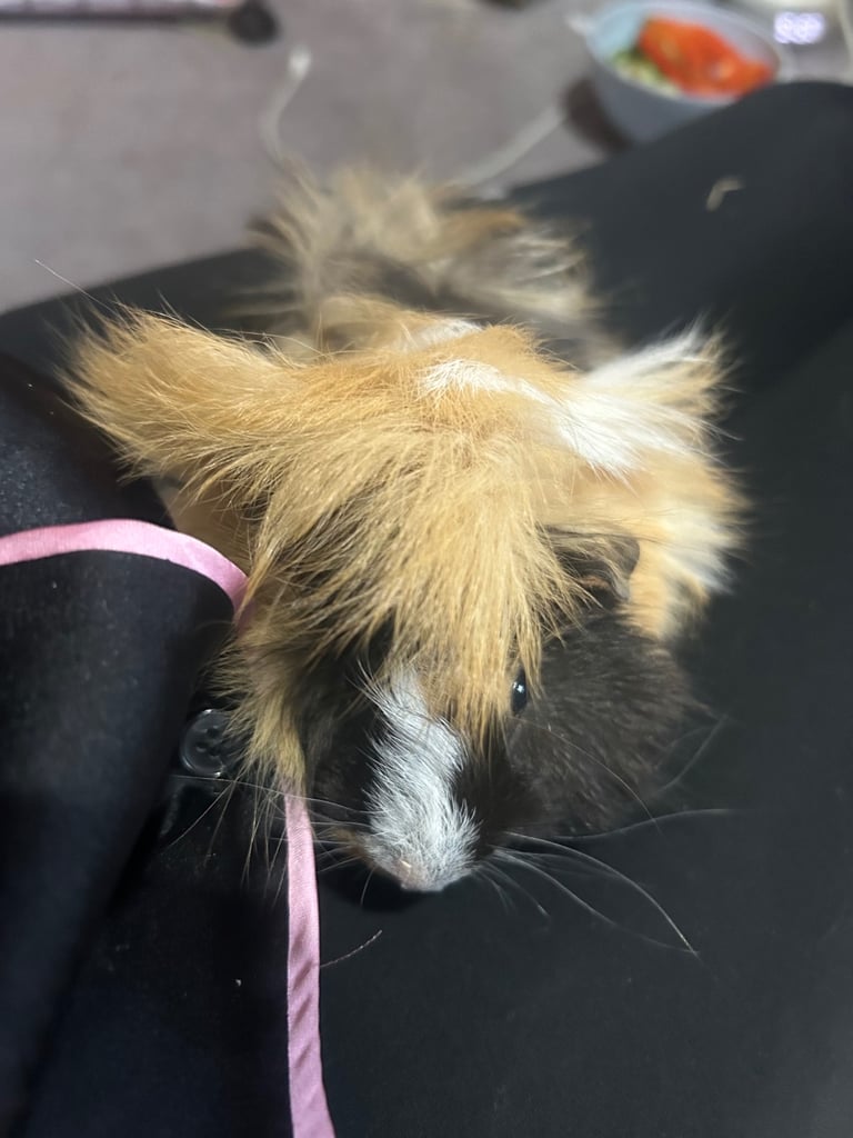 image for 2 months old Guinea pigs 