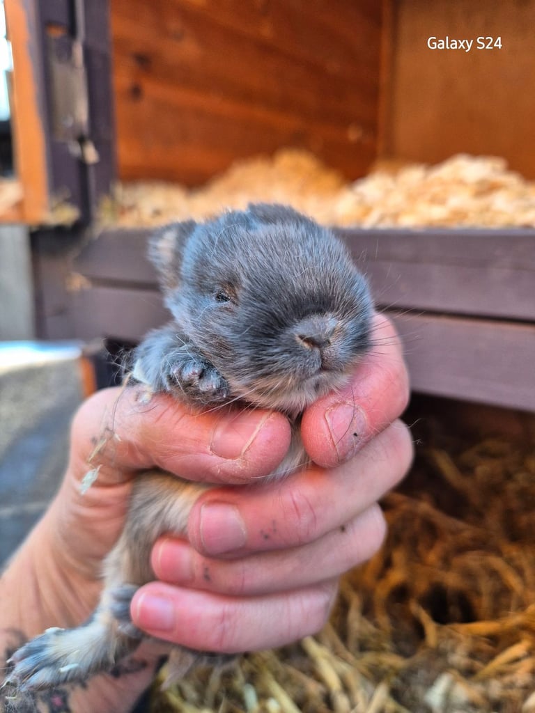 Netherland dwarf babies 
