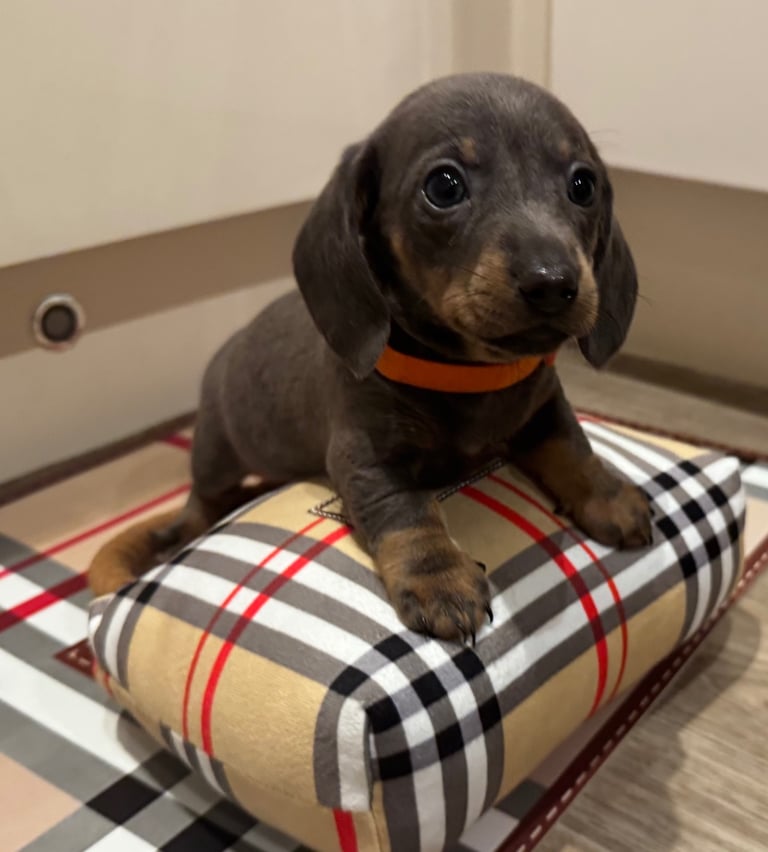 Miniature dachshund puppies