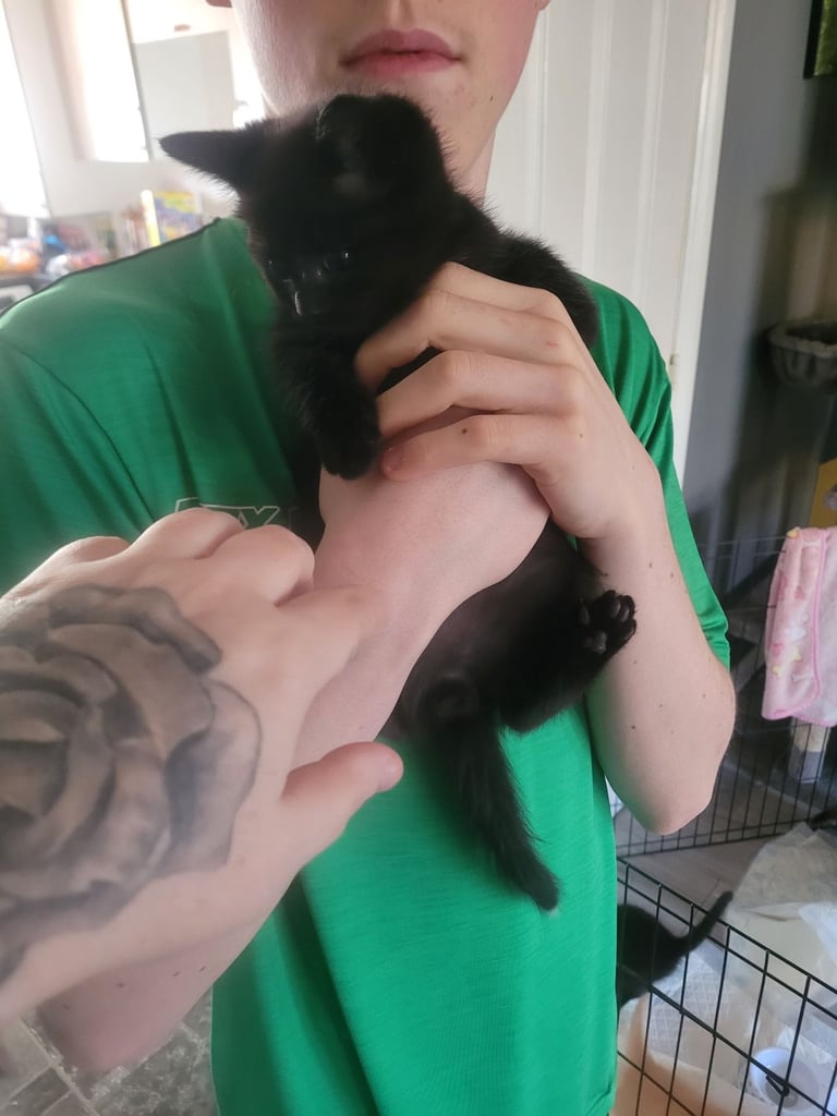 2 kittens male and female 