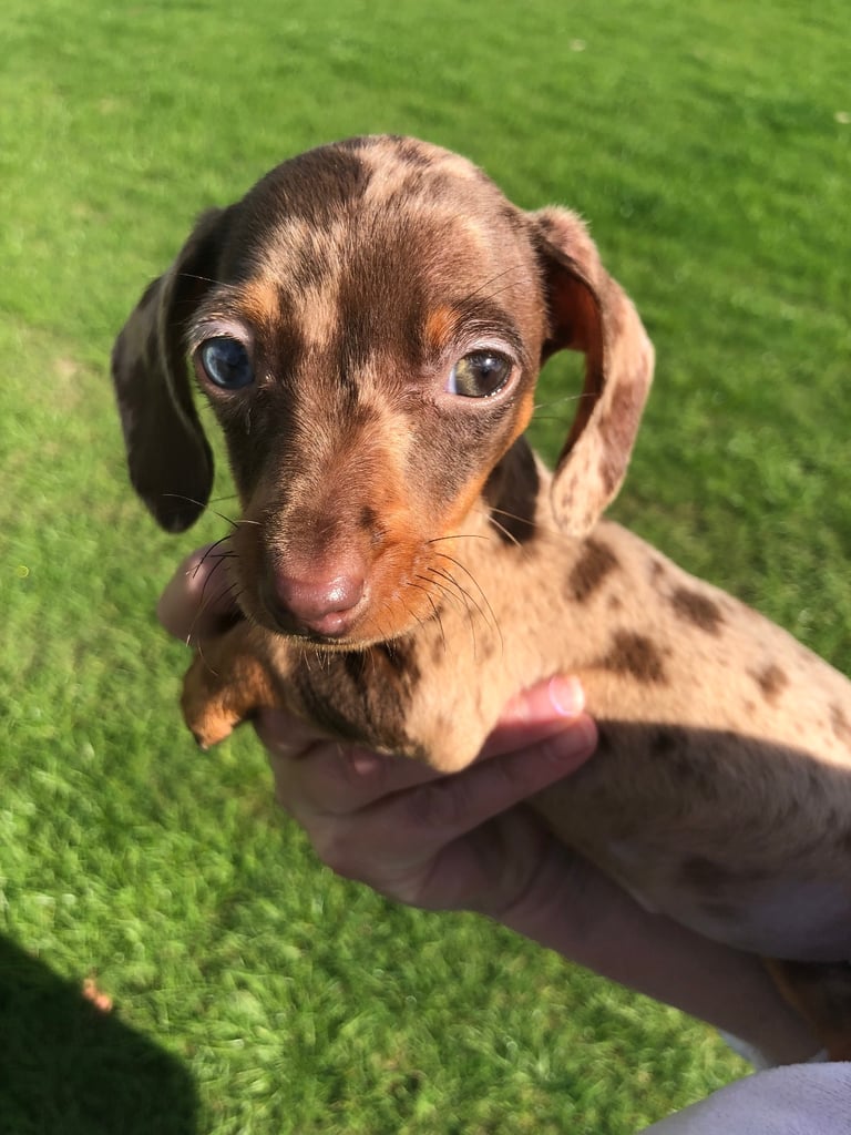 Miniature dachshunds 