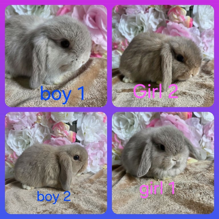 image for Mini lop babies available 