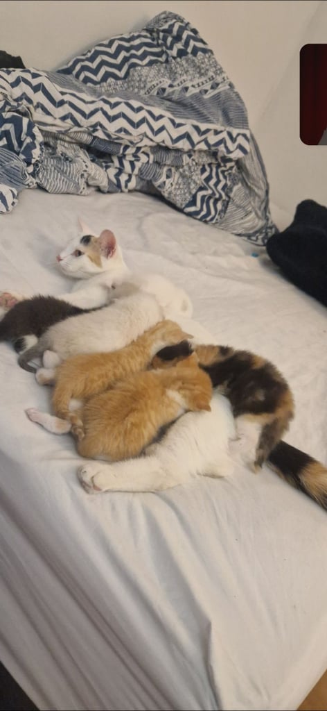 Kittens are ready for a new home 😍😍
