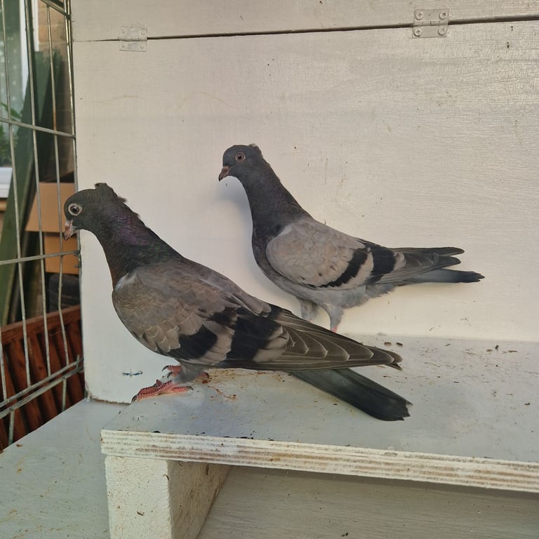 image for Serbian highflyers for sale 