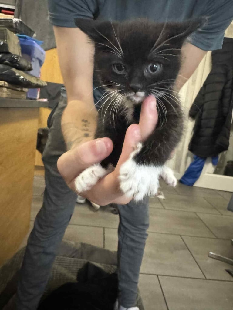Kittens for sale 