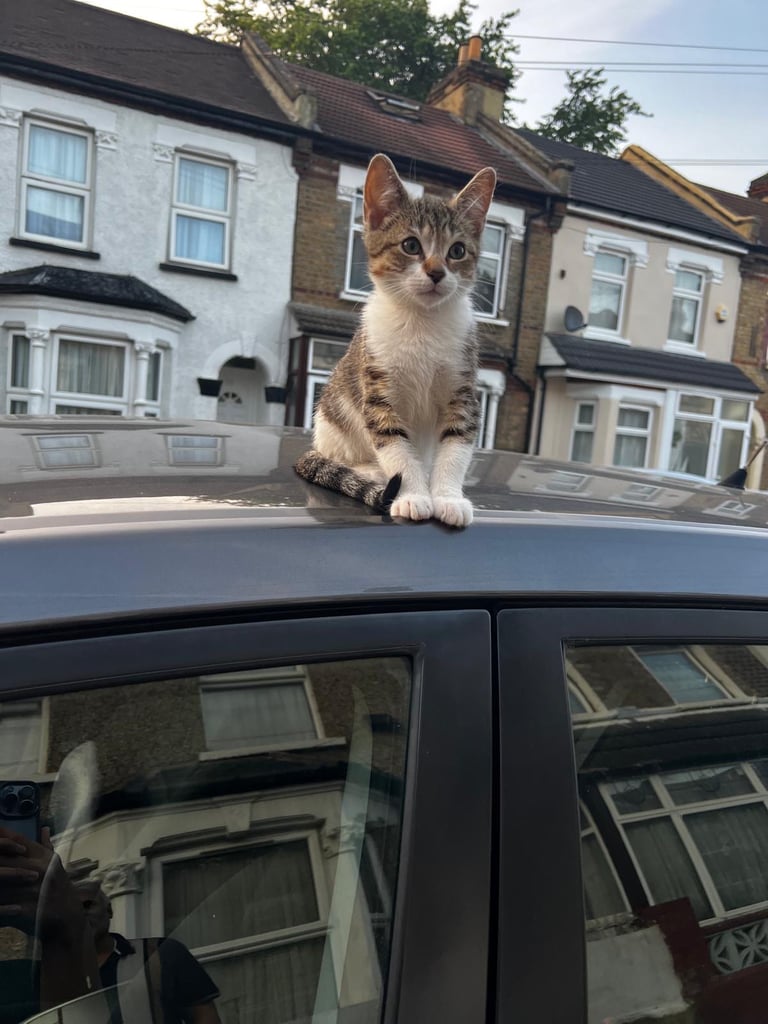 Gorgeous tabby kitten available 