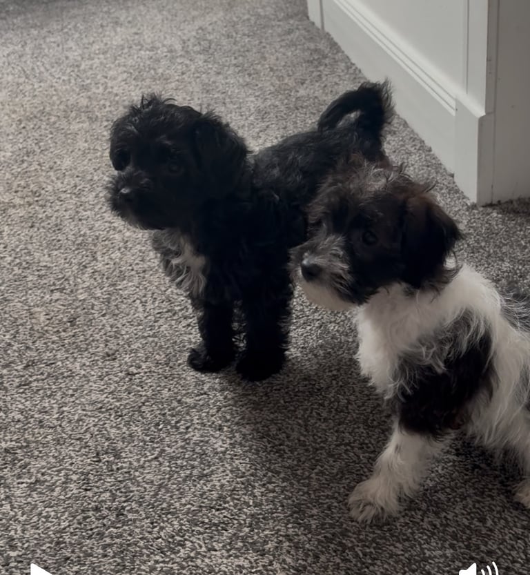 image for Jackapoo puppies girl 