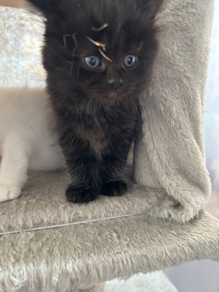 Only 2 black kittens left  READY TO LEAVE 