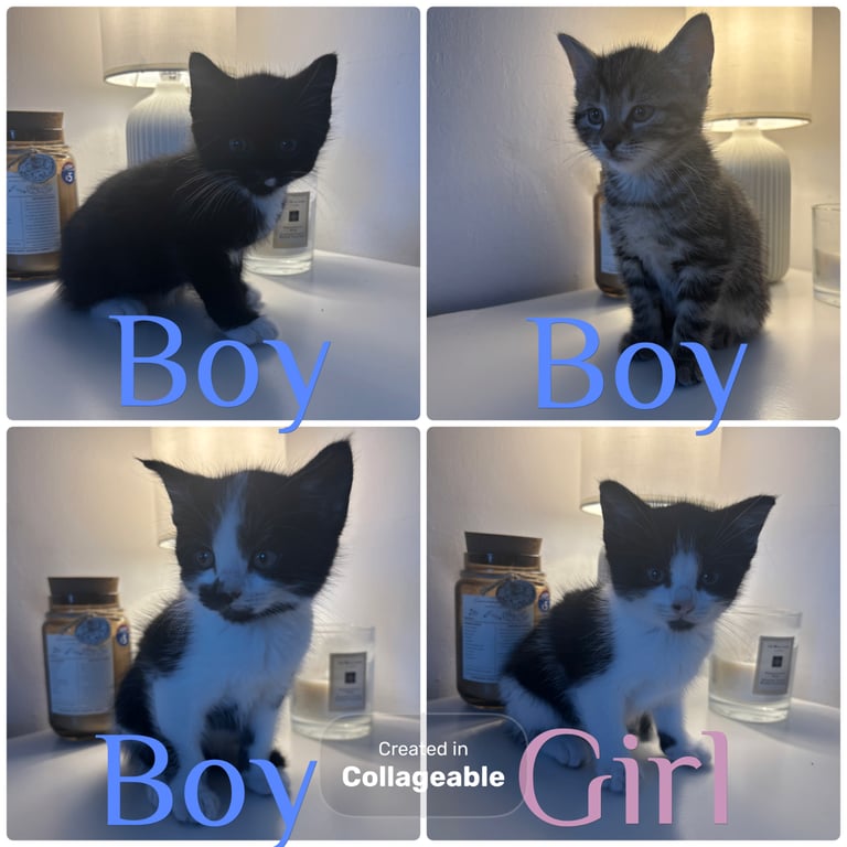 image for Kittens for sale 
