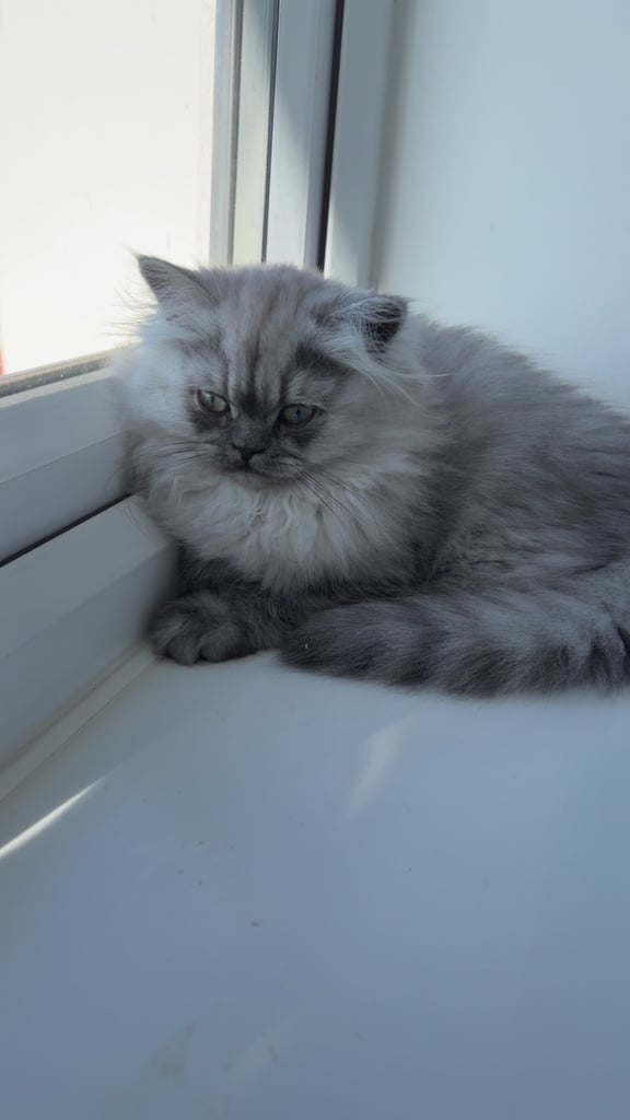 Persian kitten (Male)