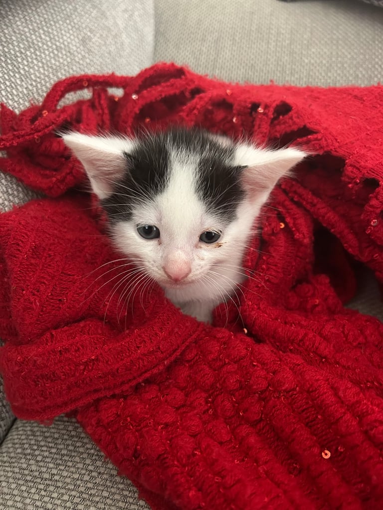 Kittens looking for a forever home