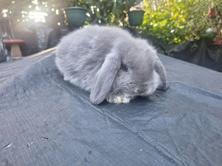 Beautiful pure bred mini lop babie rabbits 
