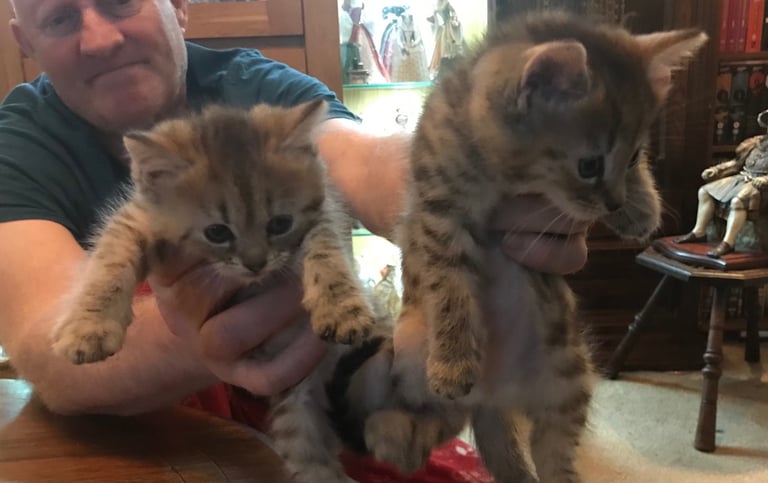 2 Beautiful Fluffy Tabby Kittens for sale