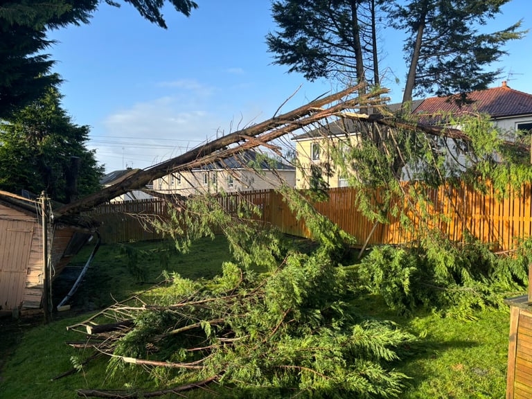 FENCE REPAIRS & TREE REMOAL 🌳🌳🌳