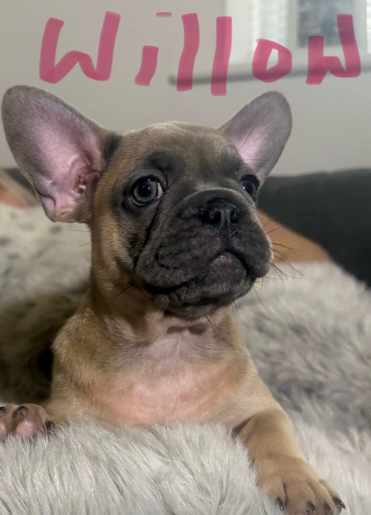 4 French bulldogs x pug ready for their forever homes 