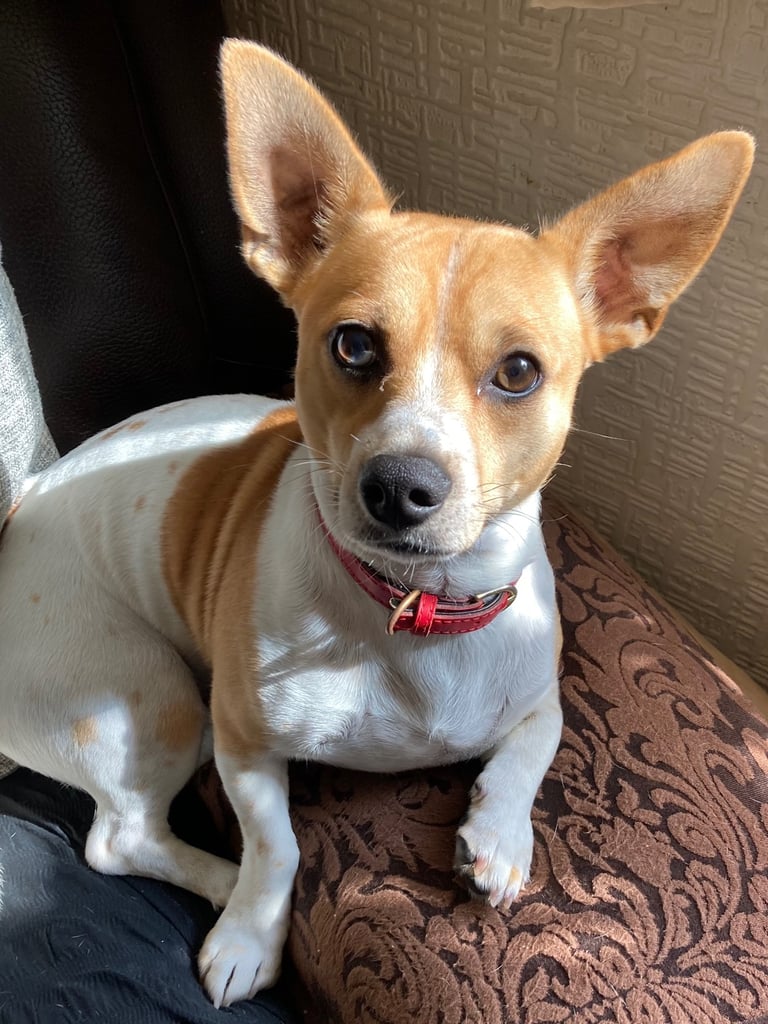 Chihuahua Jack Russell Terrier Mix Size Jack Russell Terrier