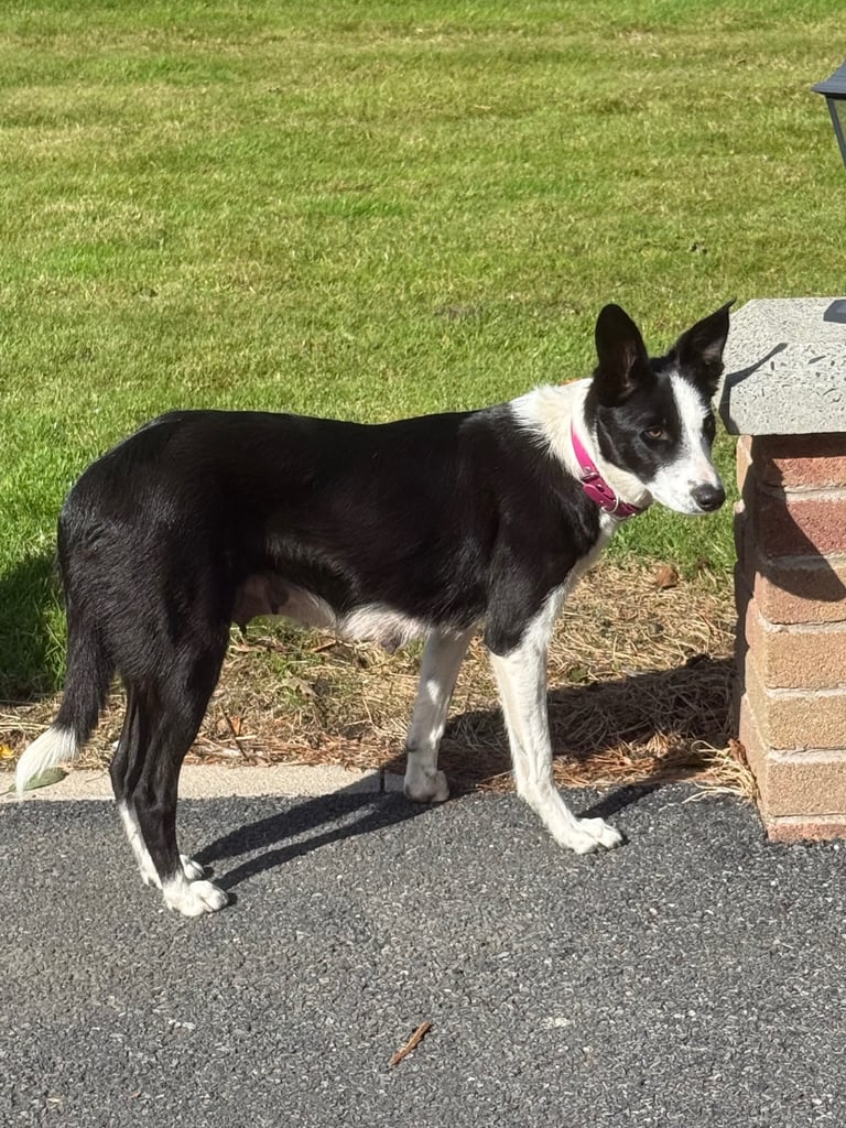 Australian Shepherd x border collie pups 