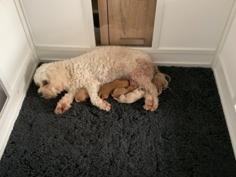 Cavapoochon puppies 