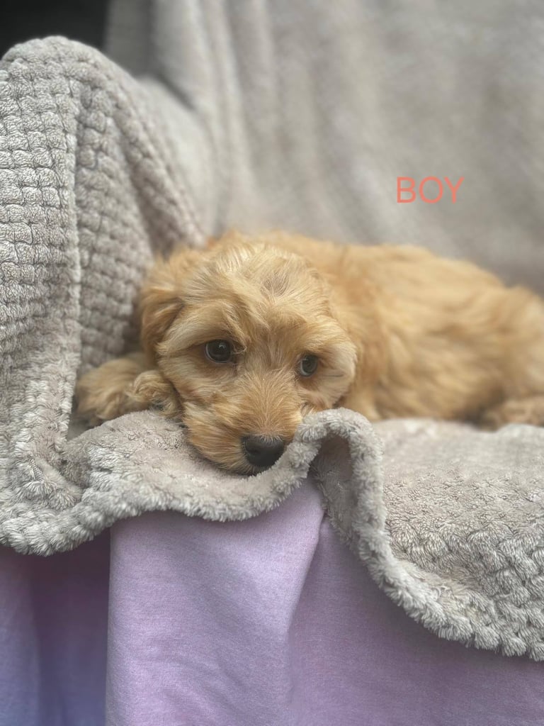 toy cockapoo