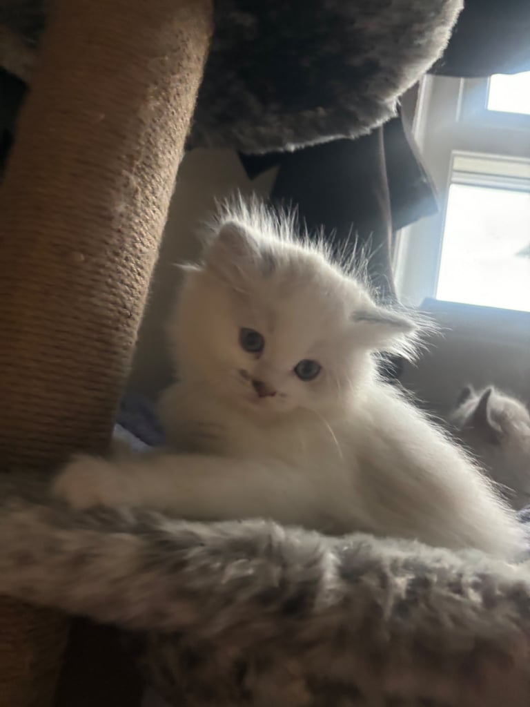 ragdoll x persian last boy available 