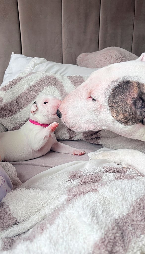 KC English Bull Terrier puppies 🐾