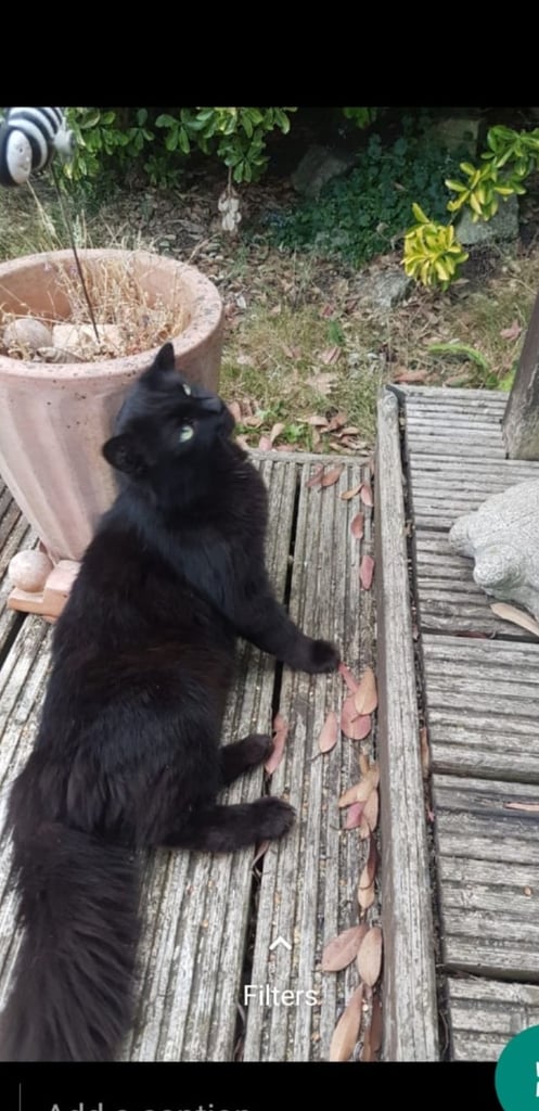 Ragdoll cross Turkish Angora kittens 