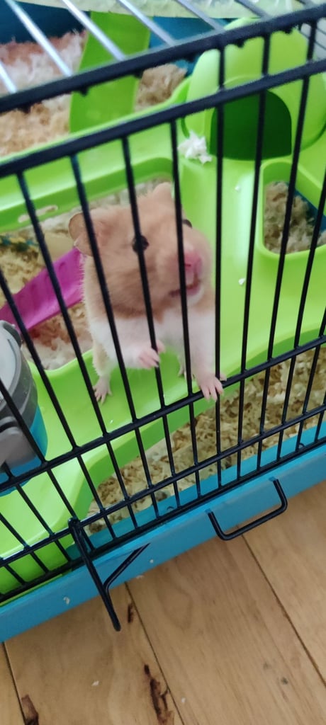 Hamster and Cage