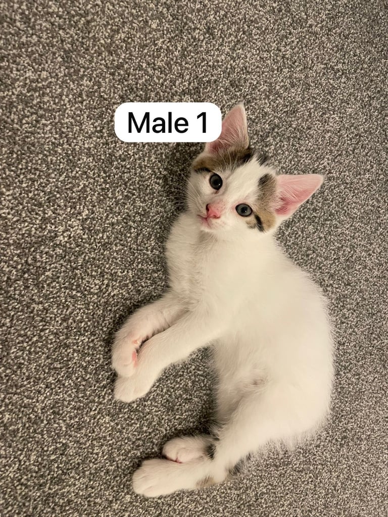 Adorable kittens for sale 