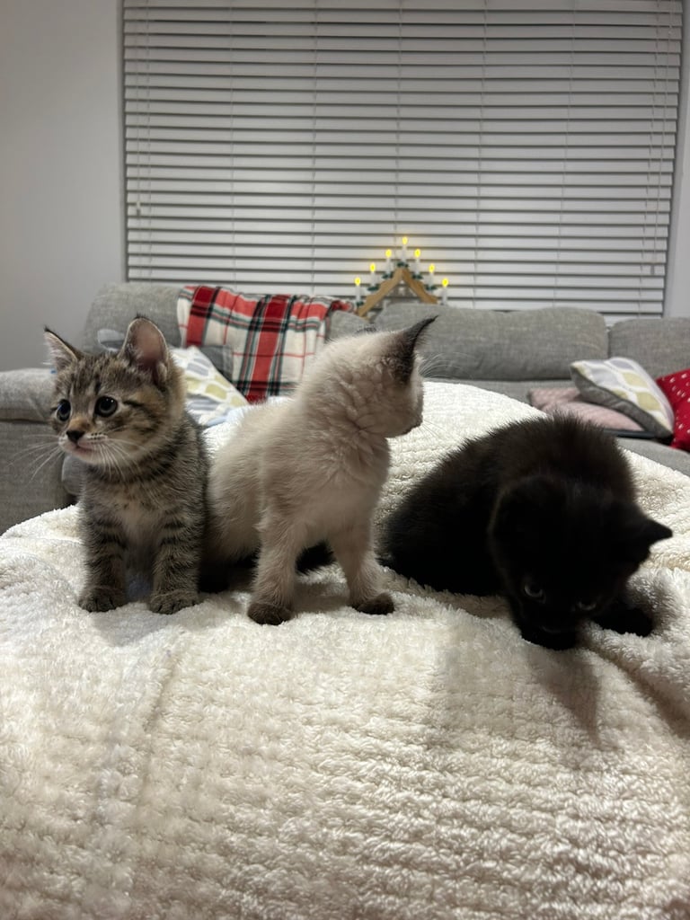 3 ragdoll x kittens for sale 