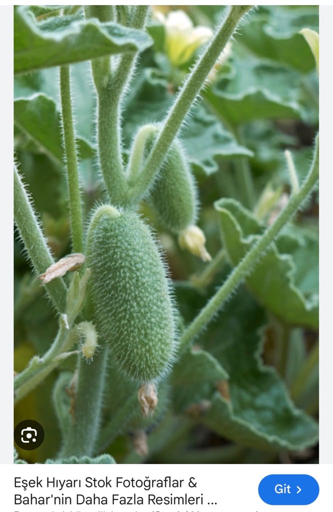 image for Carer/ physio required for a weekly Home Visit for gran 